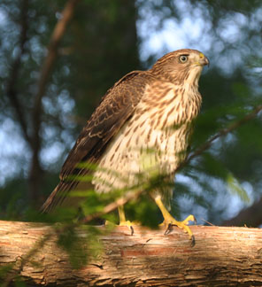 Fledgling